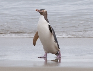 Yellow Eyed Penguin